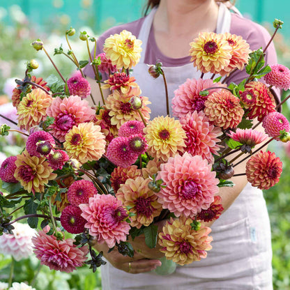 Dahlia Bulbs - Earthy Shades Mix