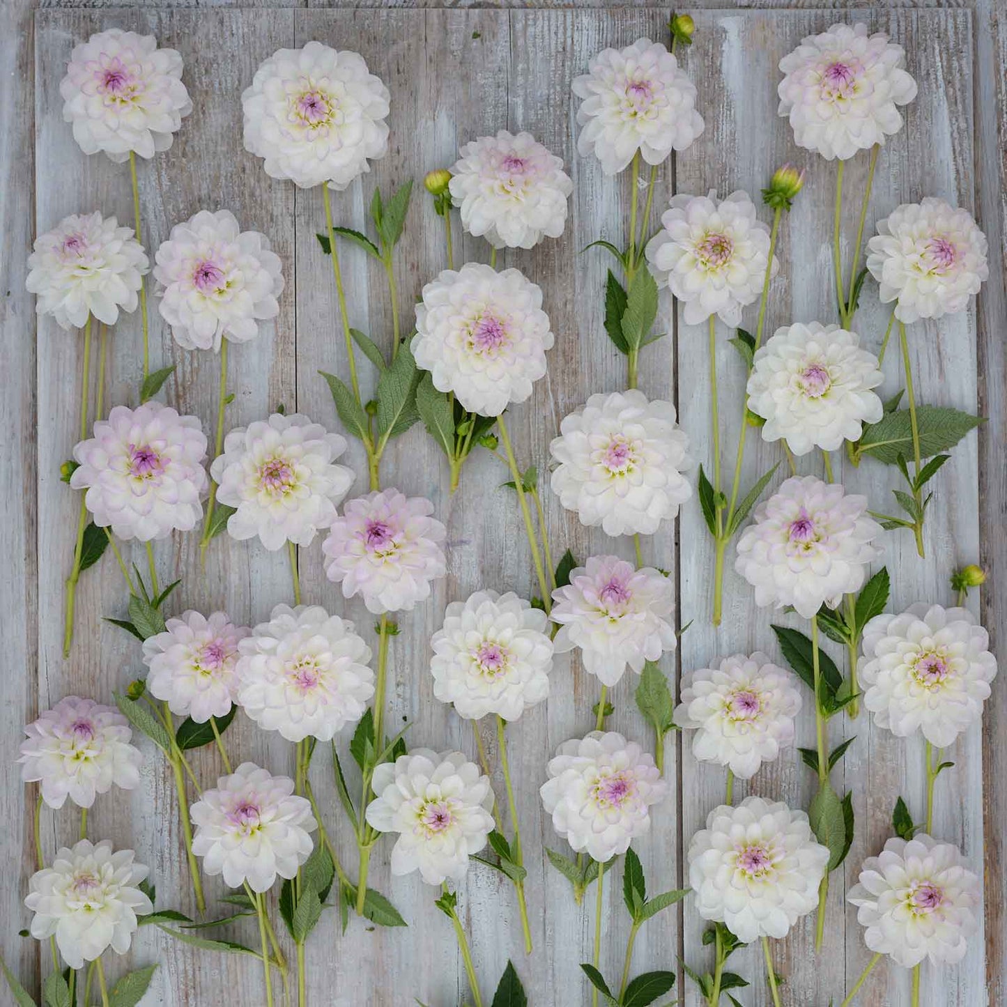 Dahlia Bulbs (Ball) - Eveline