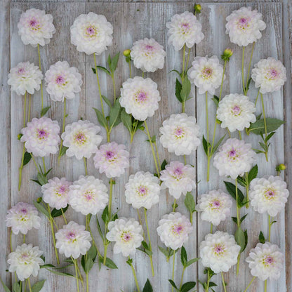 Dahlia Bulbs (Ball) - Eveline