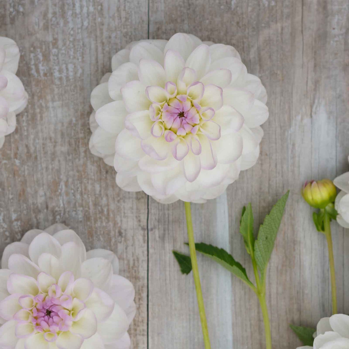 Dahlia Bulbs (Ball) - Eveline