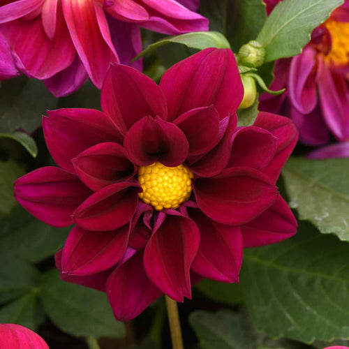 Dahlia Seeds - Figaro Violet Shades