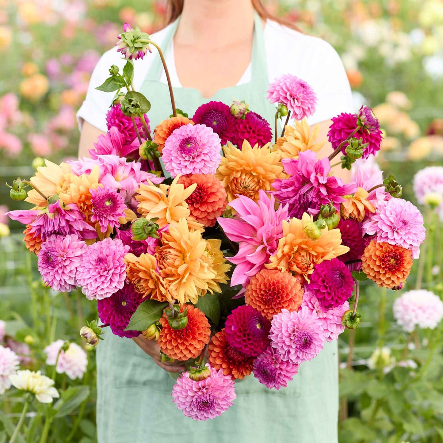 Dahlia Bulbs - Hearts on Fire Mix