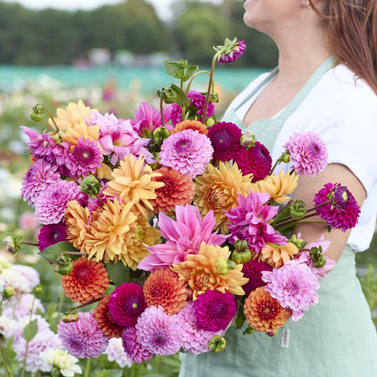 Dahlia Bulbs - Hearts on Fire Mix