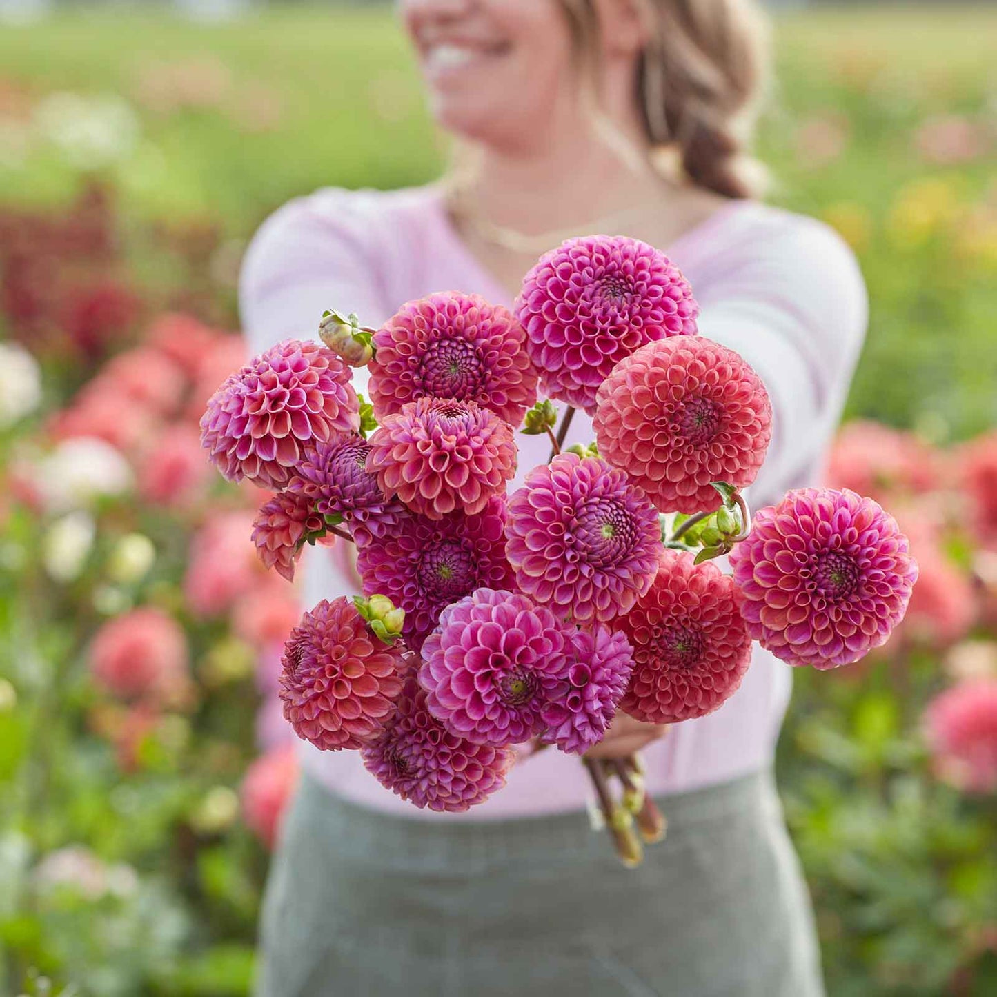 Dahlia Bulbs (Ball) - Isabel