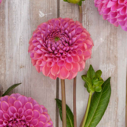 Dahlia Bulbs (Ball) - Isabel