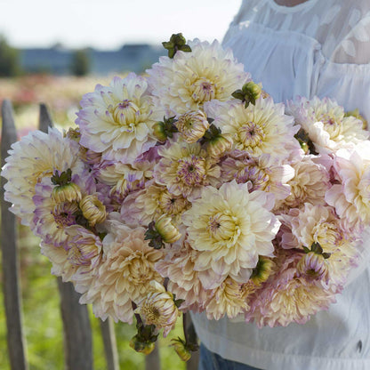 Dahlia Bulbs (Decorative) - Masterclass