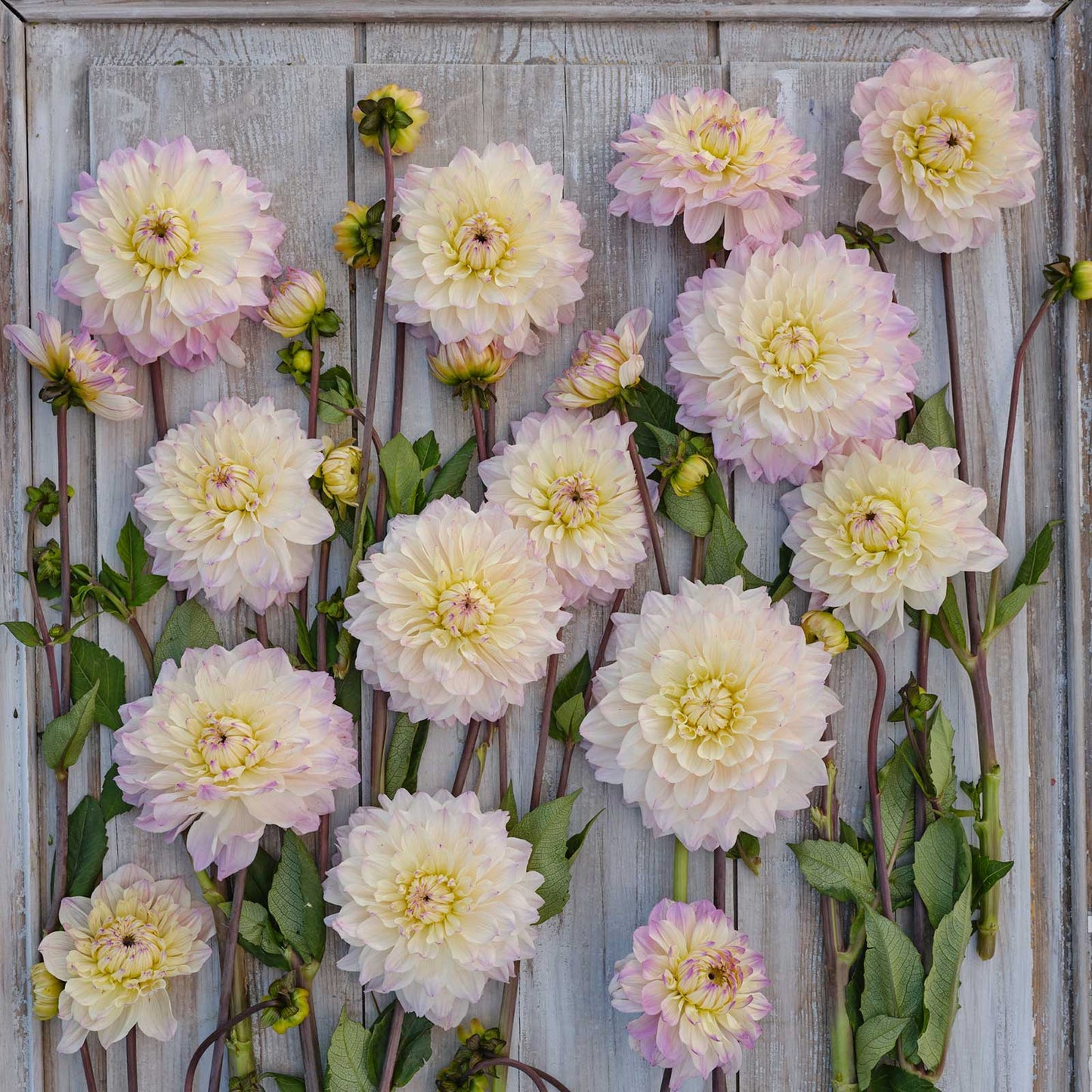 Dahlia Bulbs (Decorative) - Masterclass