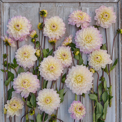 Dahlia Bulbs (Decorative) - Masterclass