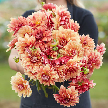 Dahlia Bulbs (Decorative) - Miss Brandy