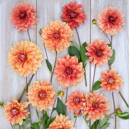Dahlia Bulbs (Decorative) - Miss Brandy