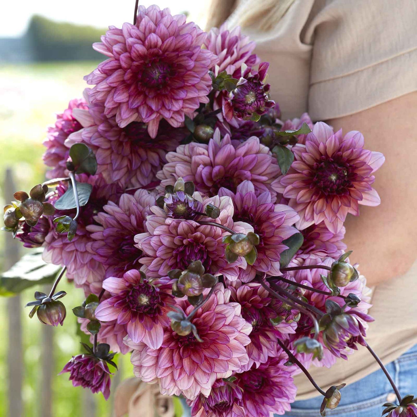 Dahlia Bulbs (Decorative) - Molly Raven