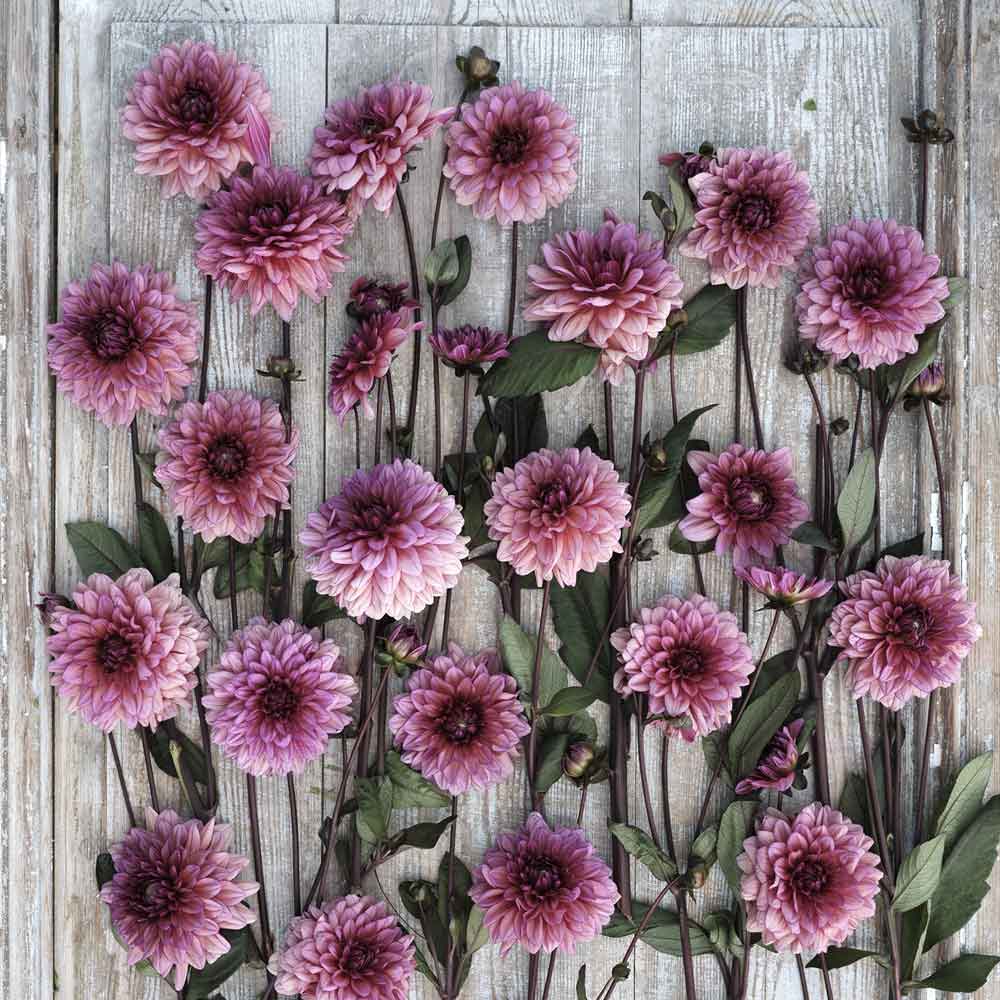Dahlia Bulbs (Decorative) - Molly Raven