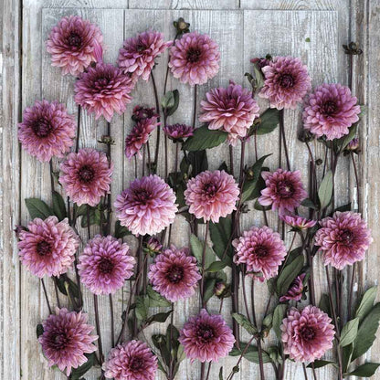 Dahlia Bulbs (Decorative) - Molly Raven