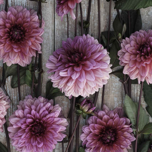 Dahlia Bulbs (Decorative) - Molly Raven