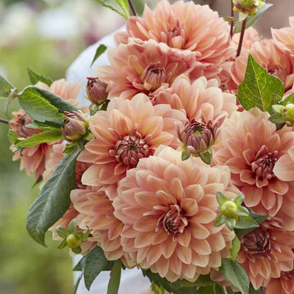 Dahlia Bulbs (Waterlily) - Nicholas