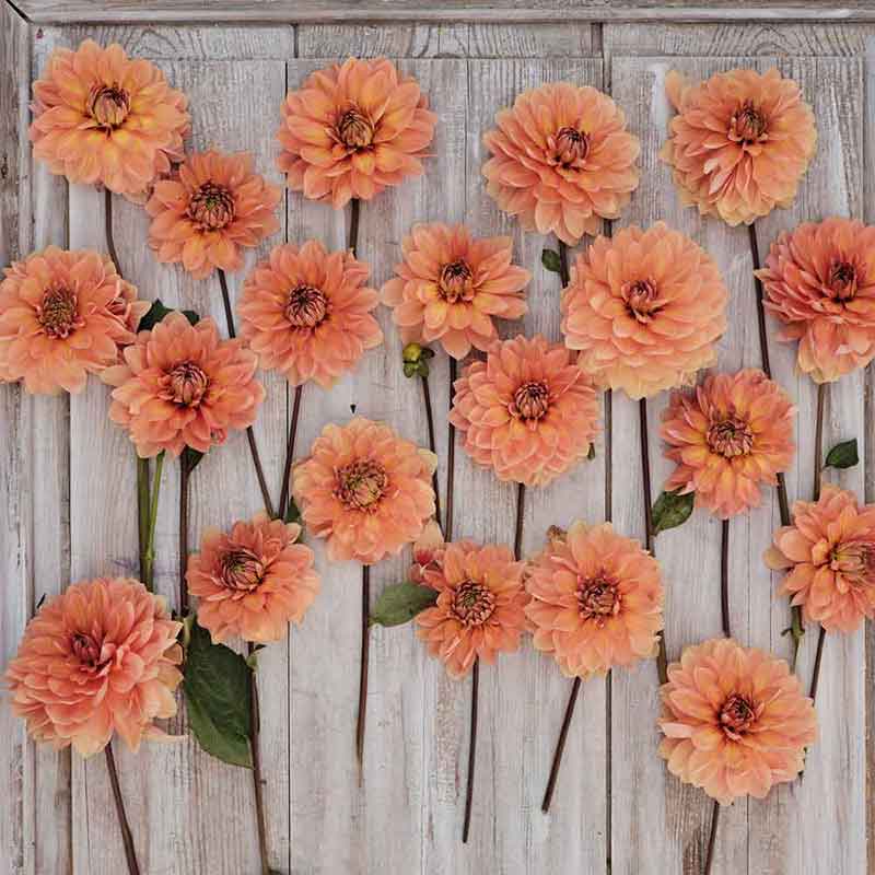 Dahlia Bulbs (Waterlily) - Nicholas