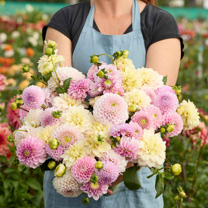 Dahlia Bulbs - Nude Shade Mix