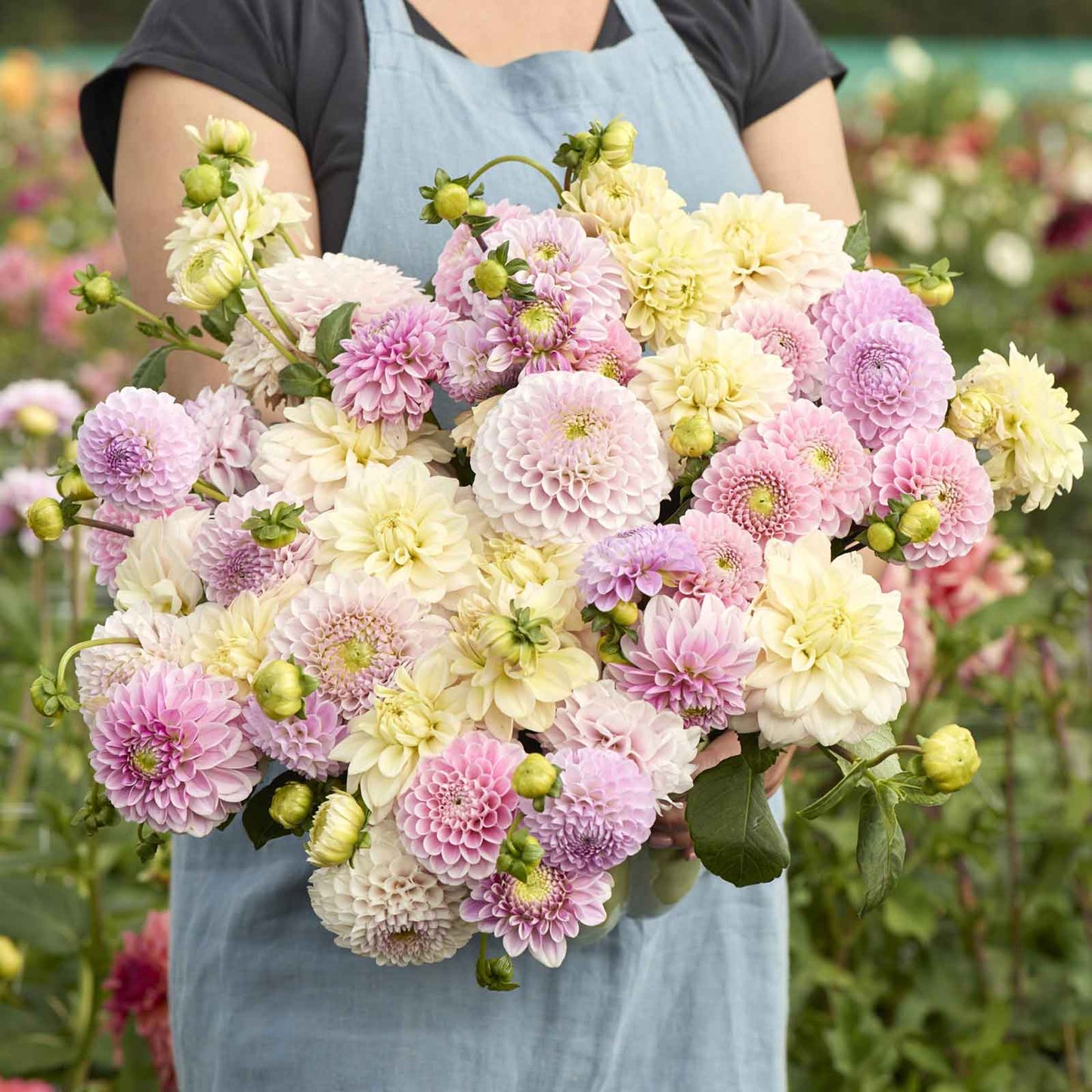 Dahlia Bulbs - Nude Shade Mix