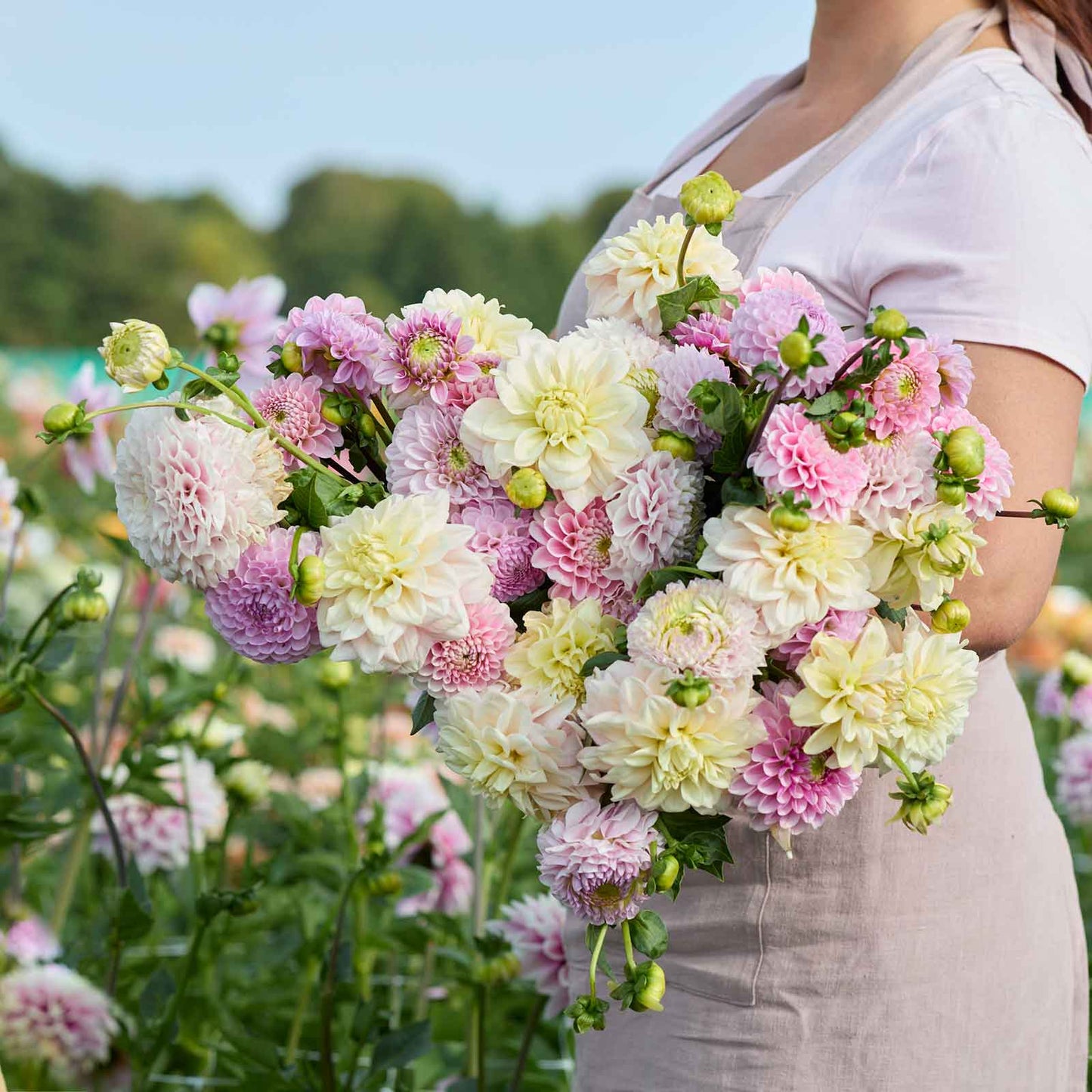 Dahlia Bulbs - Nude Shade Mix