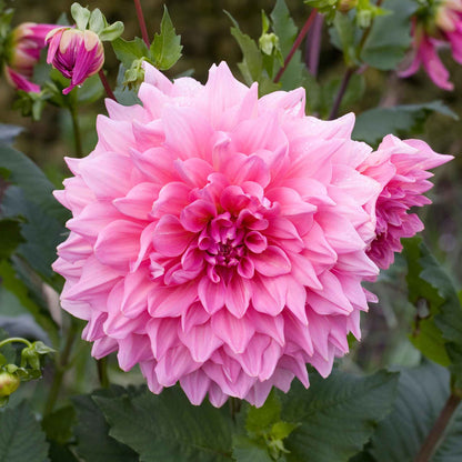 Dahlia Bulbs (Dinnerplate) - Otto's Thrill