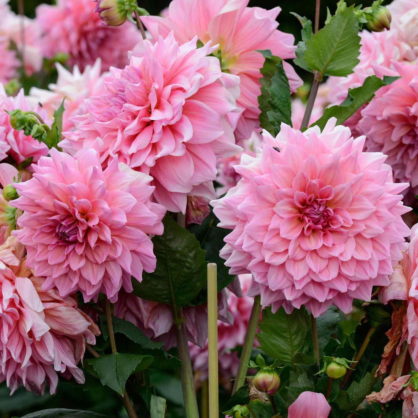Dahlia Bulbs (Dinnerplate) - Otto's Thrill