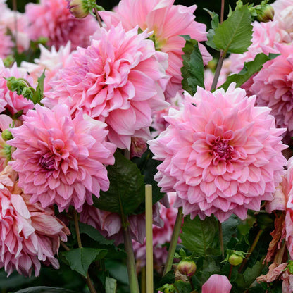 Dahlia Bulbs (Dinnerplate) - Otto's Thrill