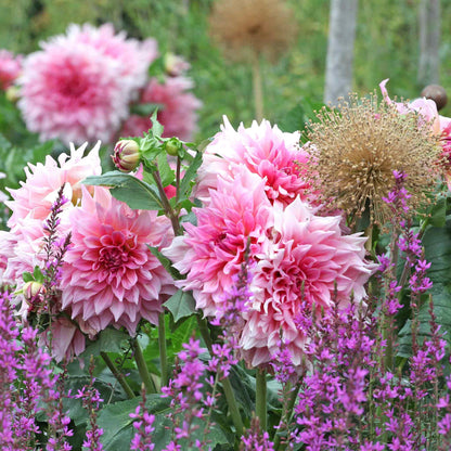 Dahlia Bulbs (Dinnerplate) - Otto's Thrill