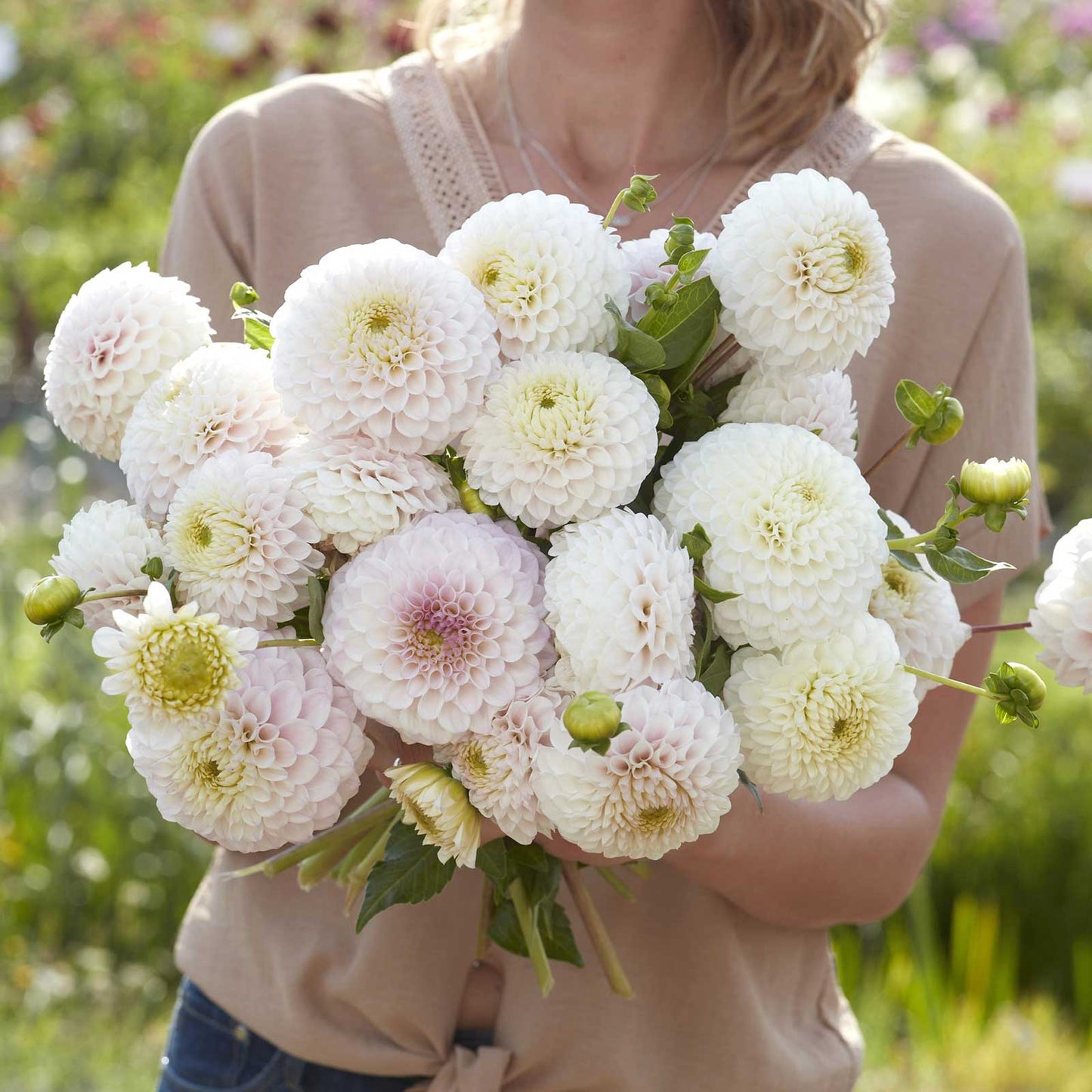 Dahlia Bulbs (Ball) - Pink Pearl