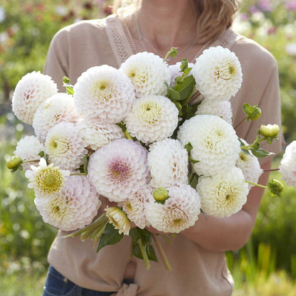 Dahlia Bulbs (Ball) - Pink Pearl