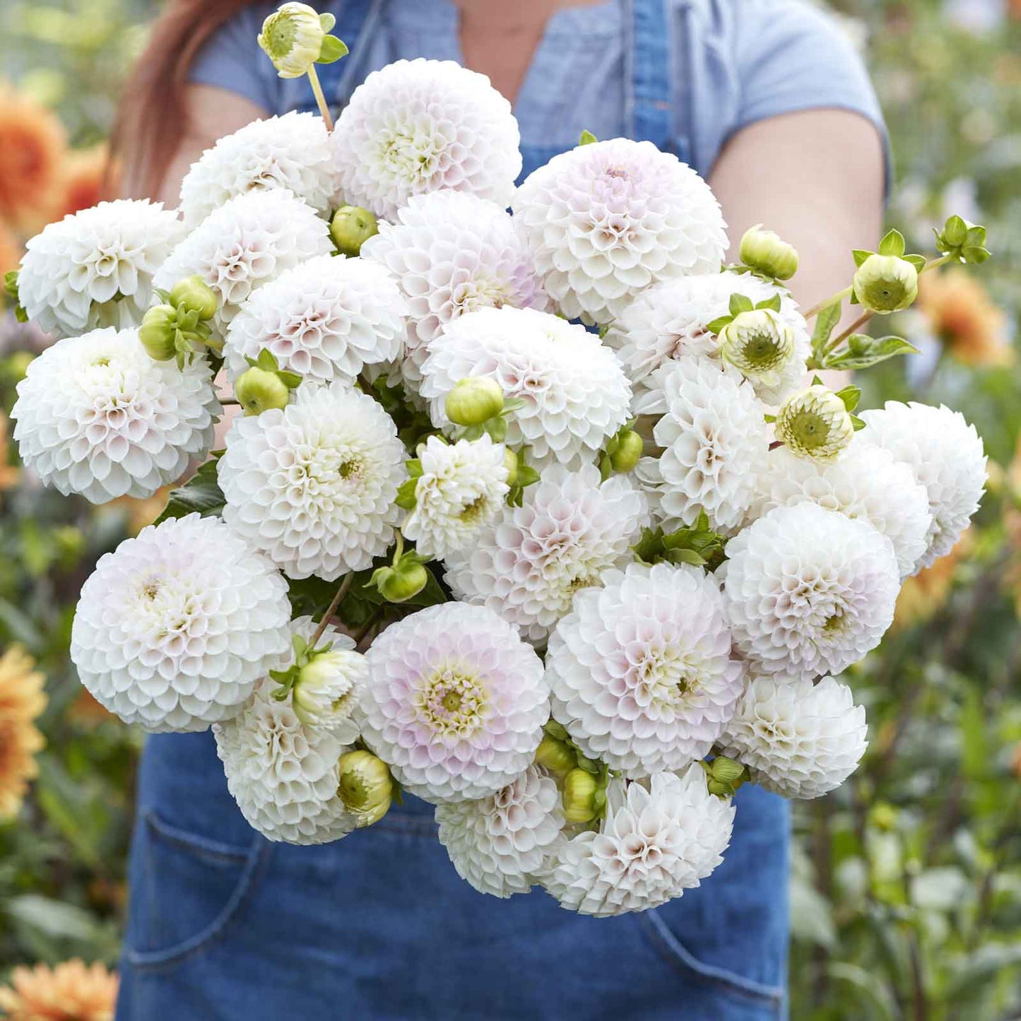 Dahlia Bulbs (Ball) - Pink Pearl