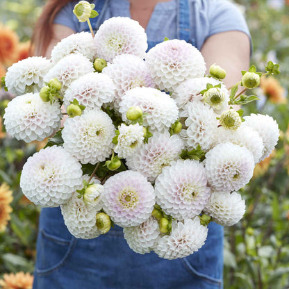 Dahlia Bulbs (Ball) - Pink Pearl