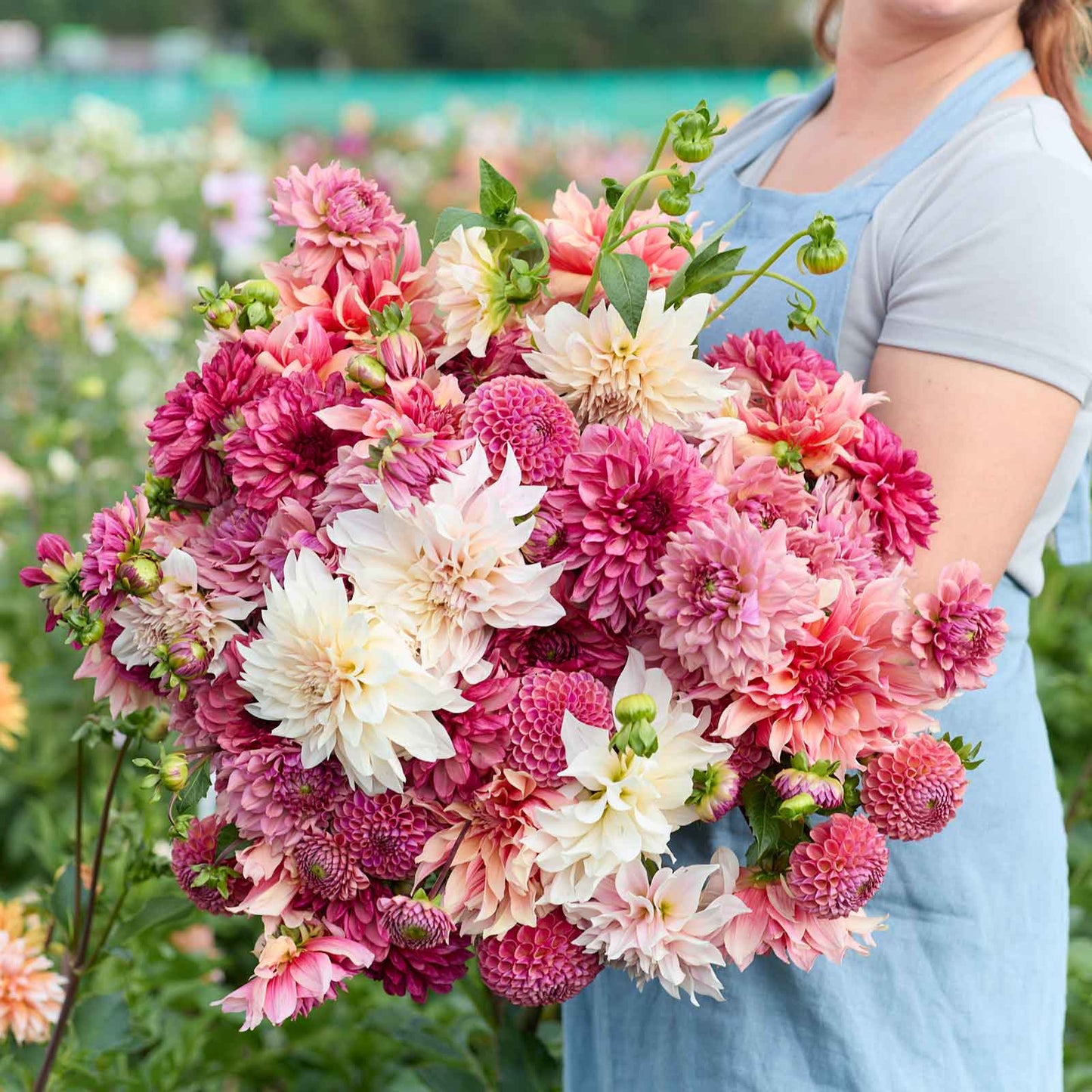 Dahlia Bulbs - Pink Powerhouse Mix
