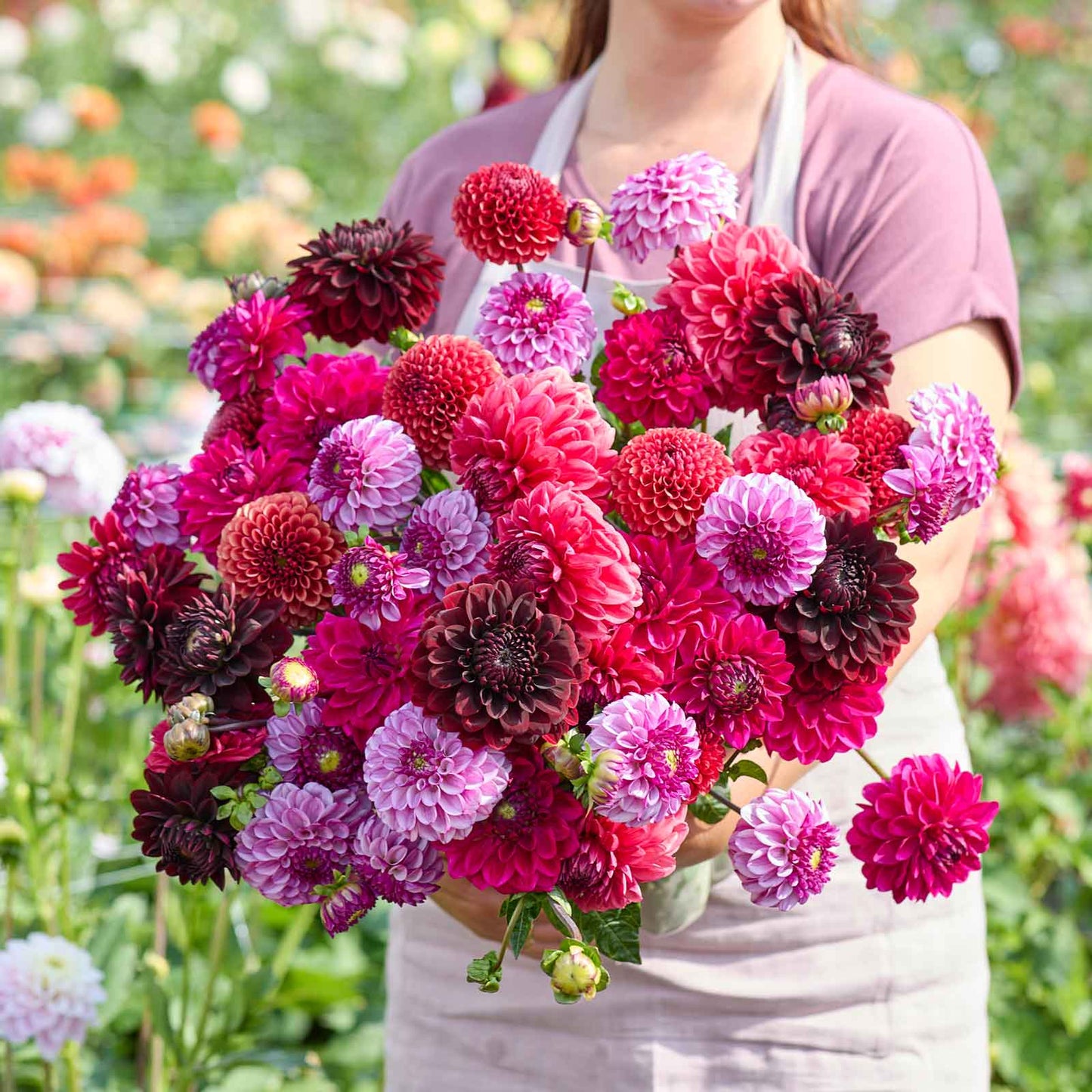 Dahlia Bulbs - Plum Shades Mix