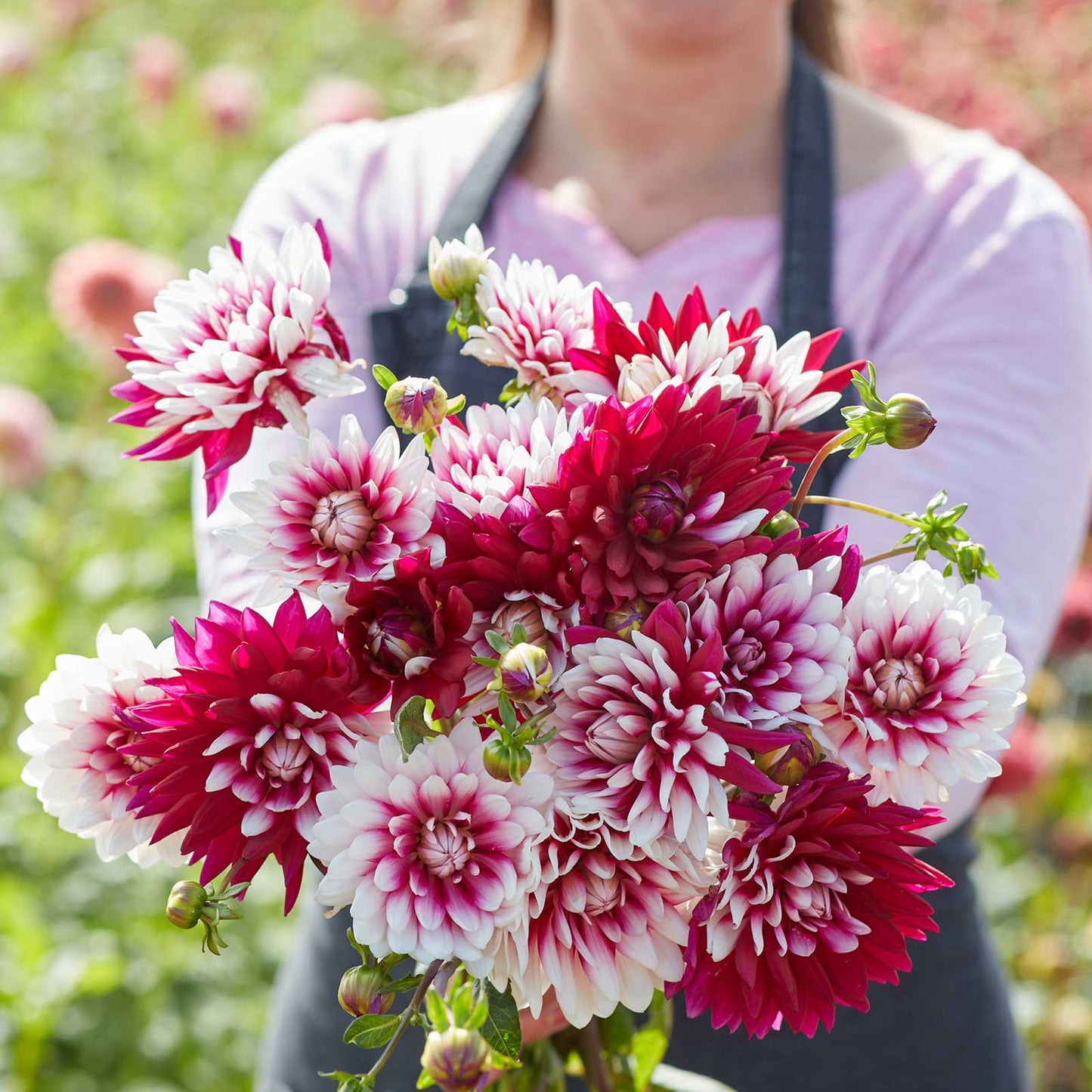 Dahlia Bulbs (Decorative) - Rebecca's World