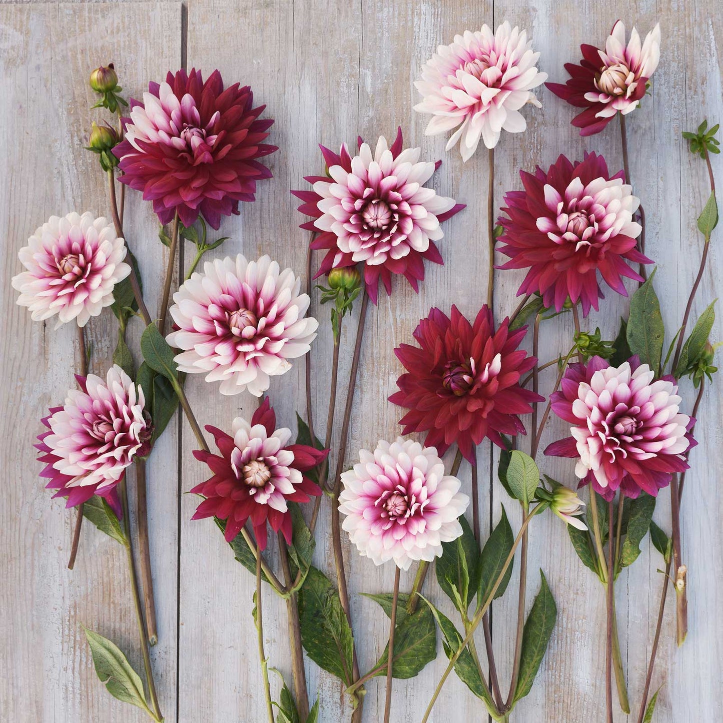 Dahlia Bulbs (Decorative) - Rebecca's World