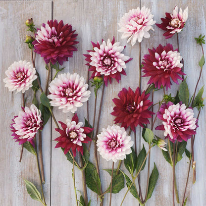 Dahlia Bulbs (Decorative) - Rebecca's World