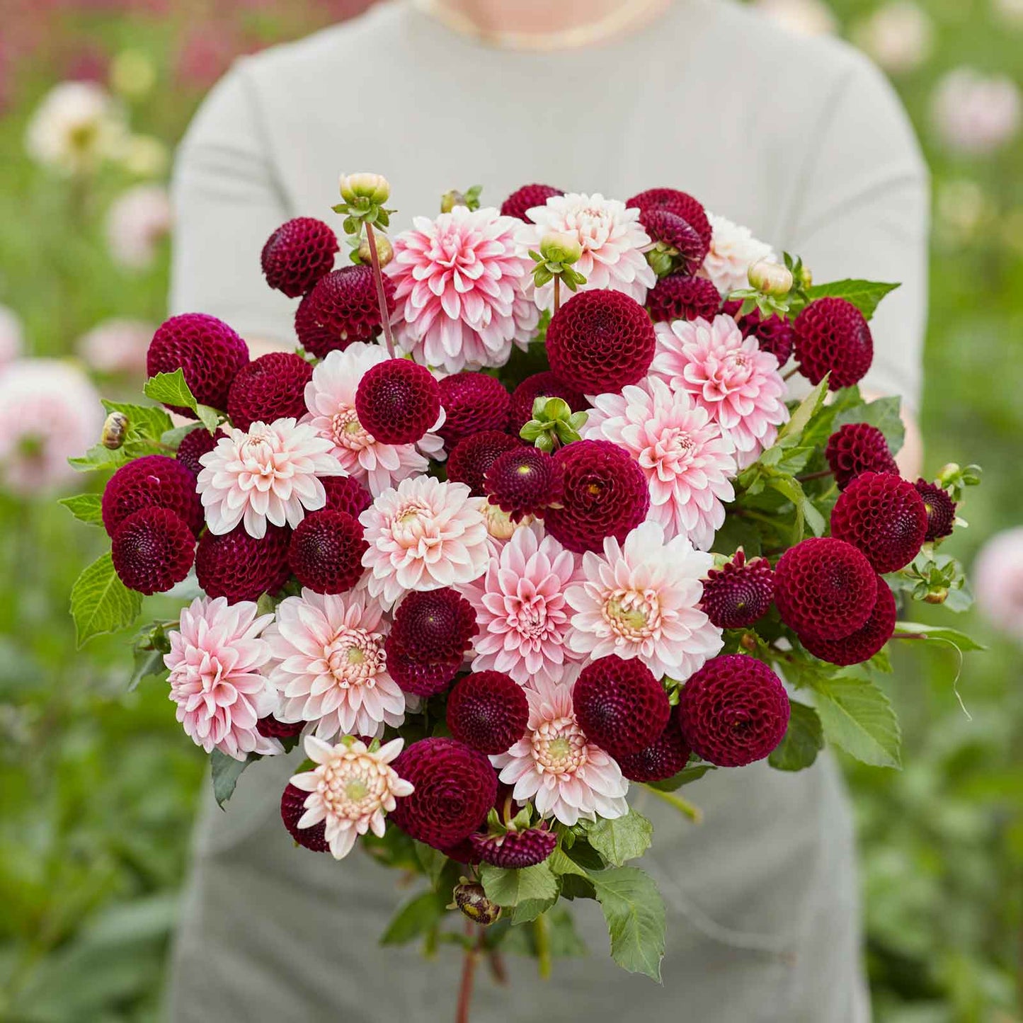 Dahlia Bulbs - Scarlet Blush Duo