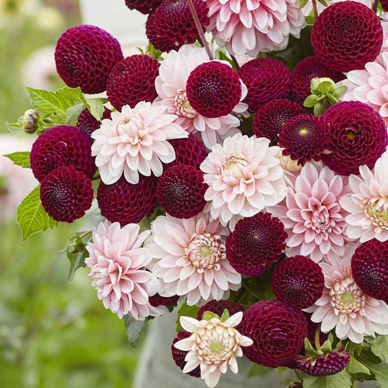 Dahlia Bulbs - Scarlet Blush Duo