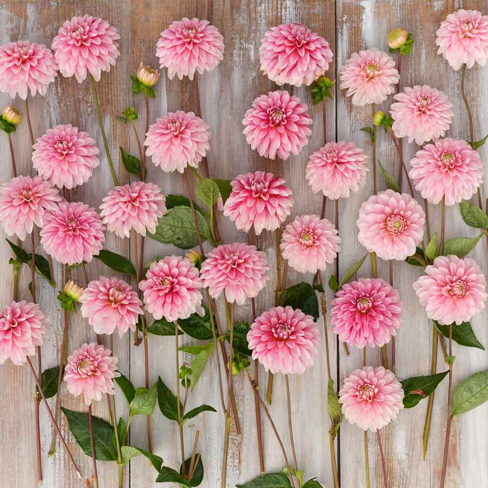 Dahlia Bulbs (Decorative) - Strawberry and Cream