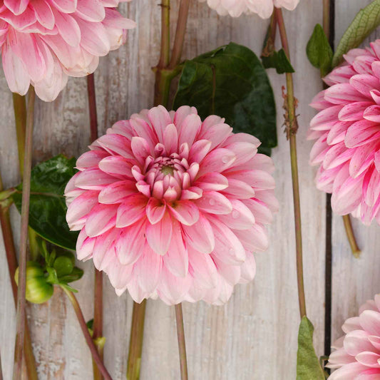 Dahlia Bulbs (Decorative) - Strawberry and Cream