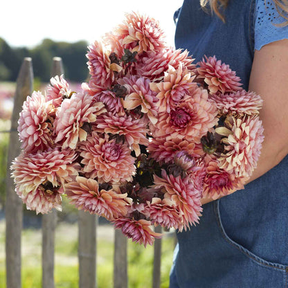 Dahlia Bulbs (Decorative) - Sweet Sanne