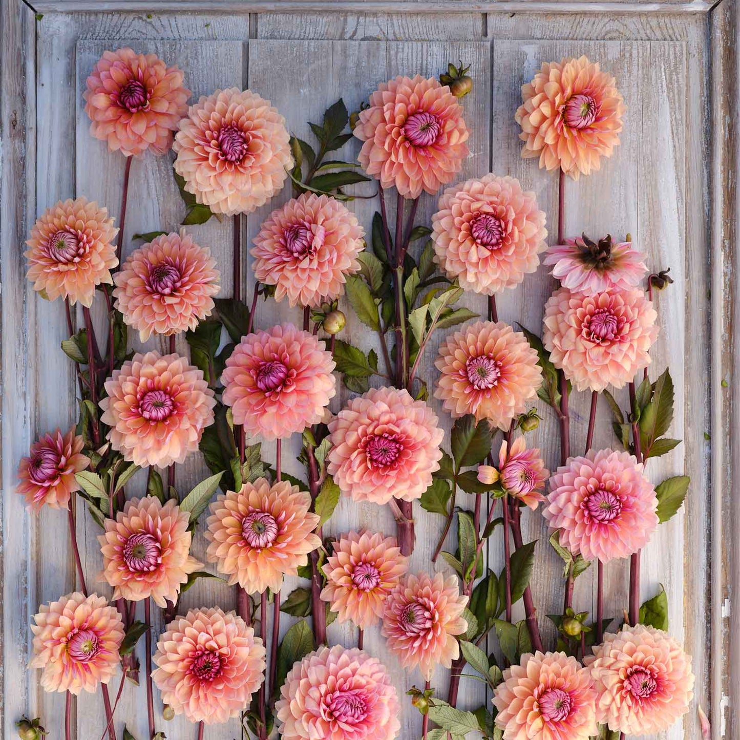 Dahlia Bulbs (Decorative) - Sweet Sanne