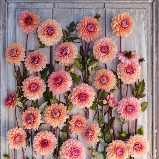Dahlia Bulbs (Decorative) - Sweet Sanne