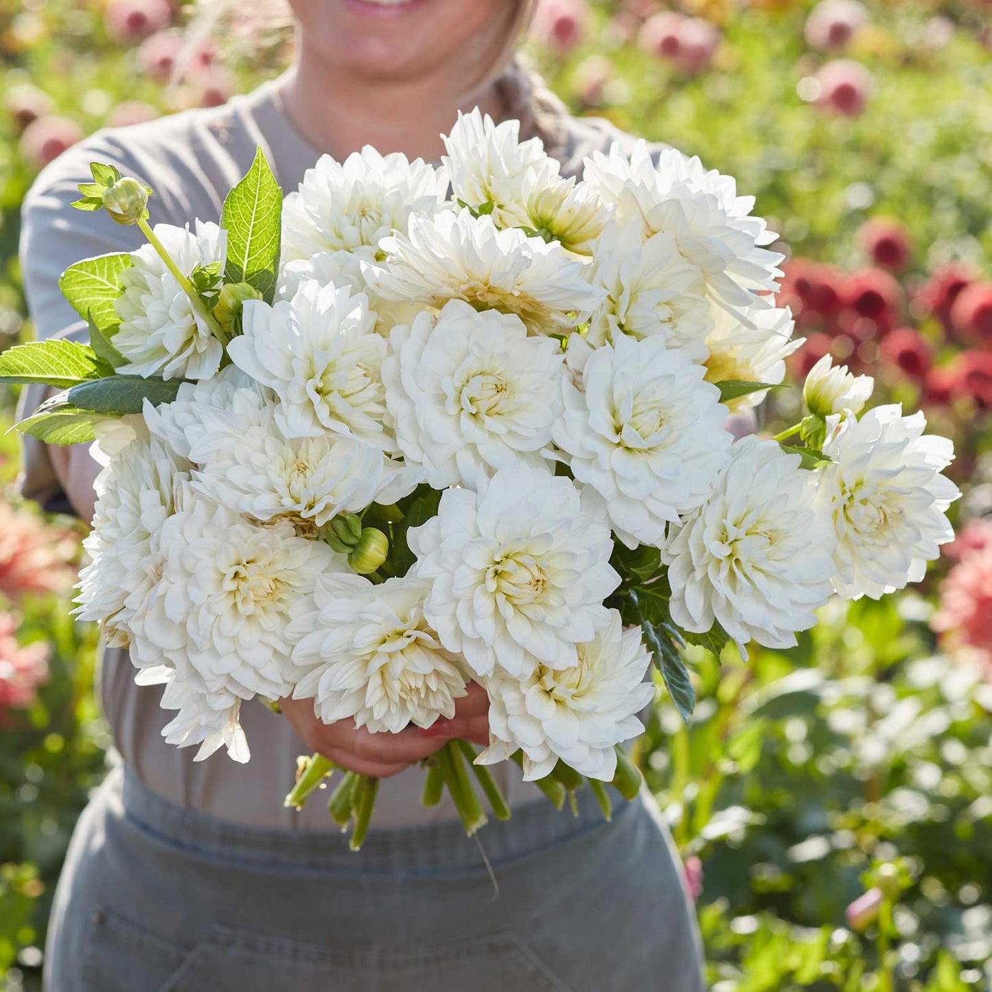 Dahlia Bulbs (Decorative) - White Swan