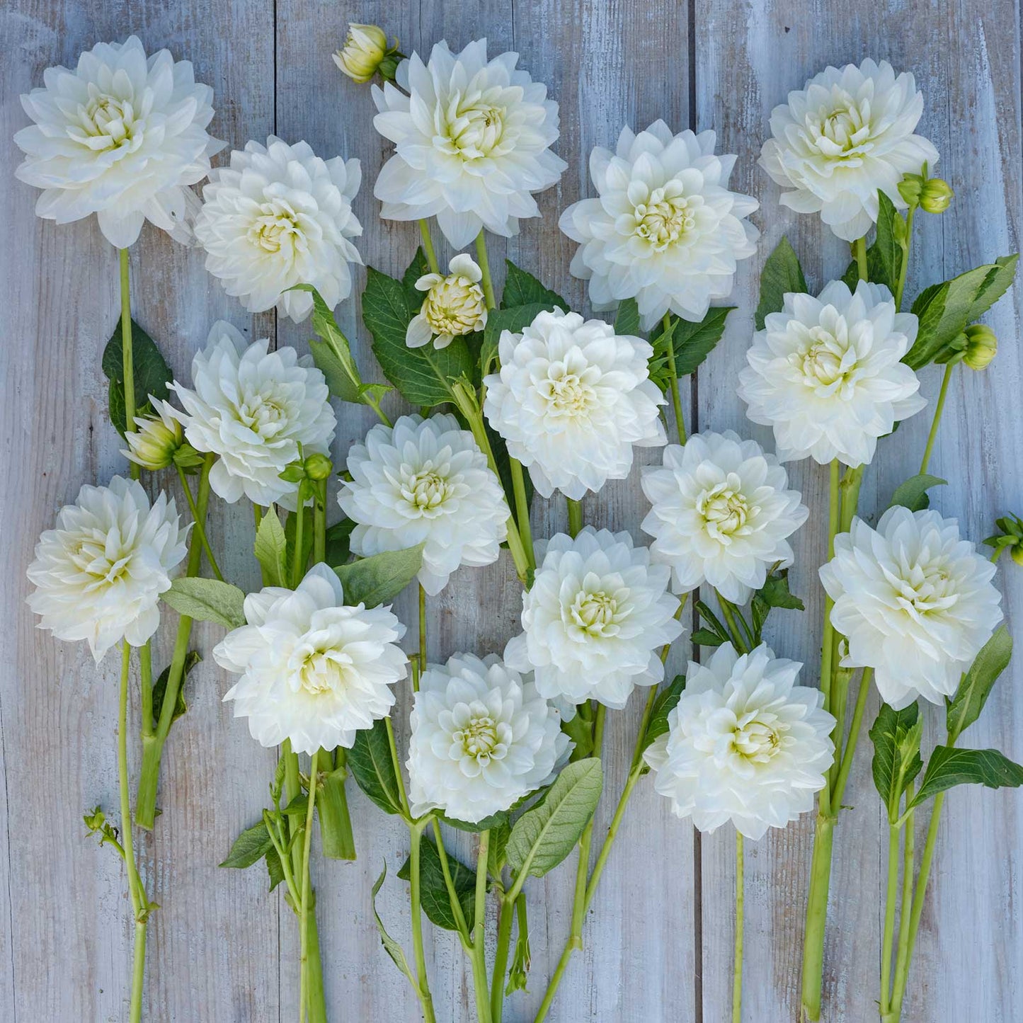 Dahlia Bulbs (Decorative) - White Swan
