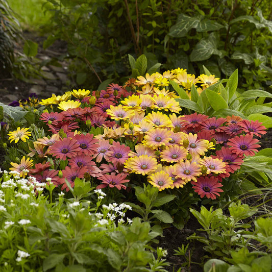 Cape Daisy Seeds - Akila Hawaii Sunset Mix