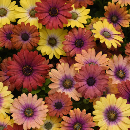 Cape Daisy Seeds - Akila Hawaii Sunset Mix