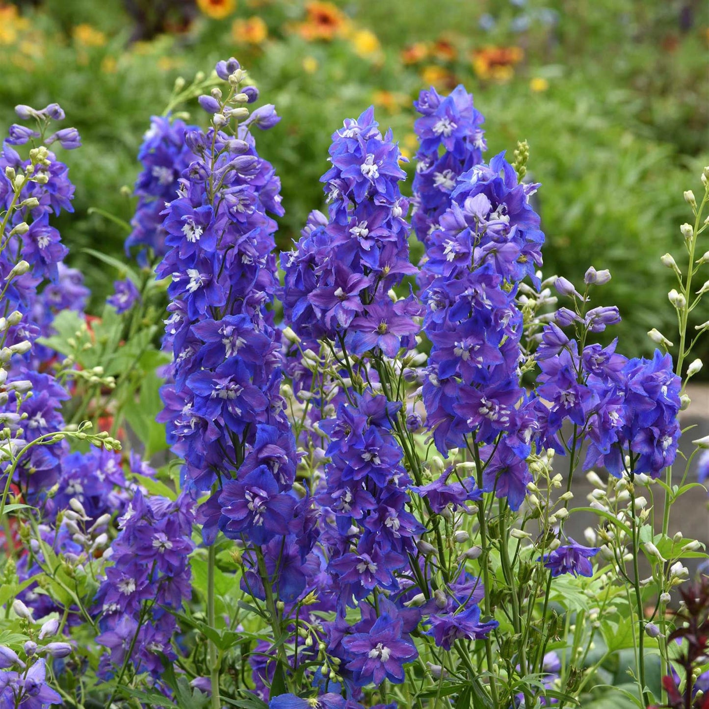 Delphinium Seeds - Dasante Blue