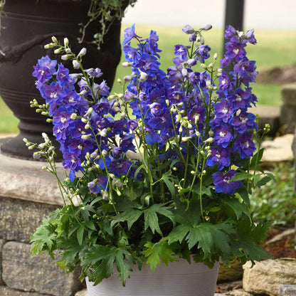 Delphinium Seeds - Dasante Blue