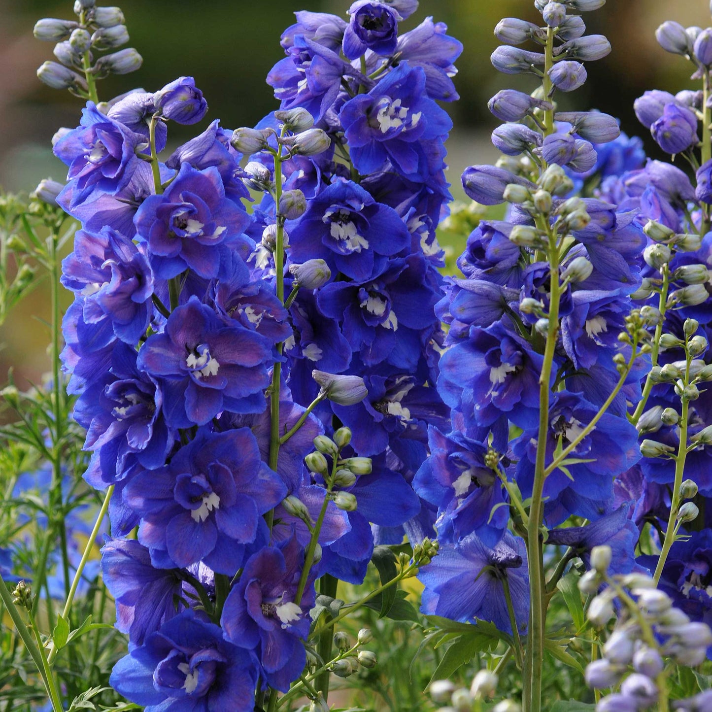 Delphinium Seeds - Dasante Blue